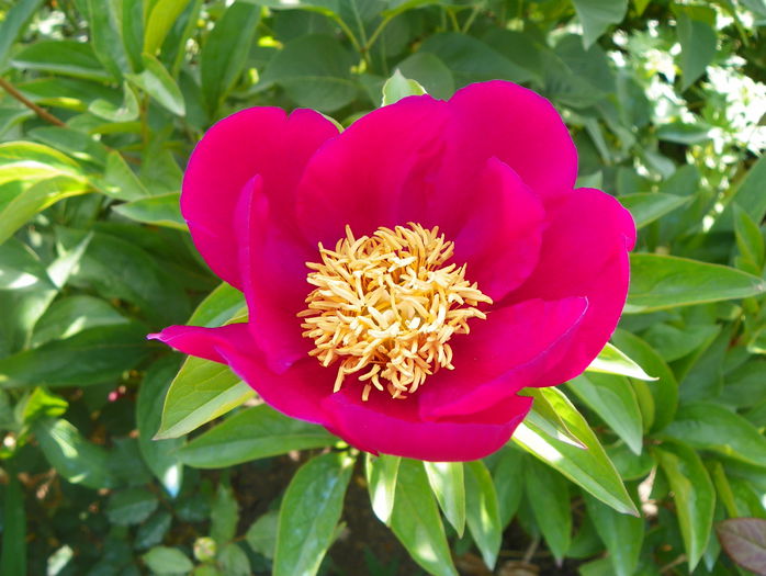 Kojiki? - Bujori 2015