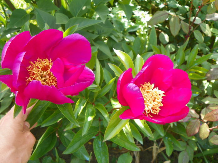 Kojiki? - Bujori 2015