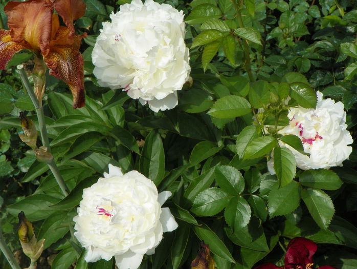 Boule de Neige - Bujori 2015