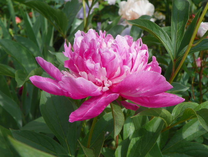 Edulis Superba - Bujori 2015