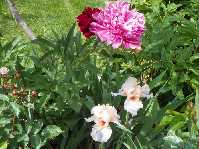 Edulis Superba - Bujori 2015