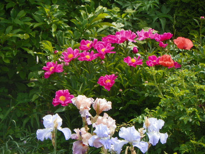 Dancing Butterfly - Bujori 2015