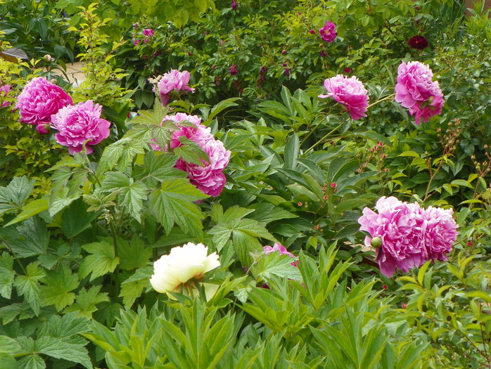 Dr. Alexander Fleming - Bujori 2015