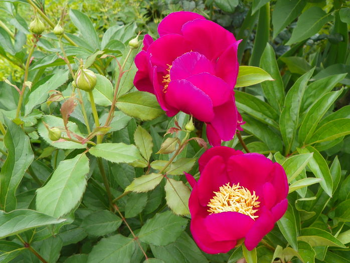 Kojiki? - Bujori 2015