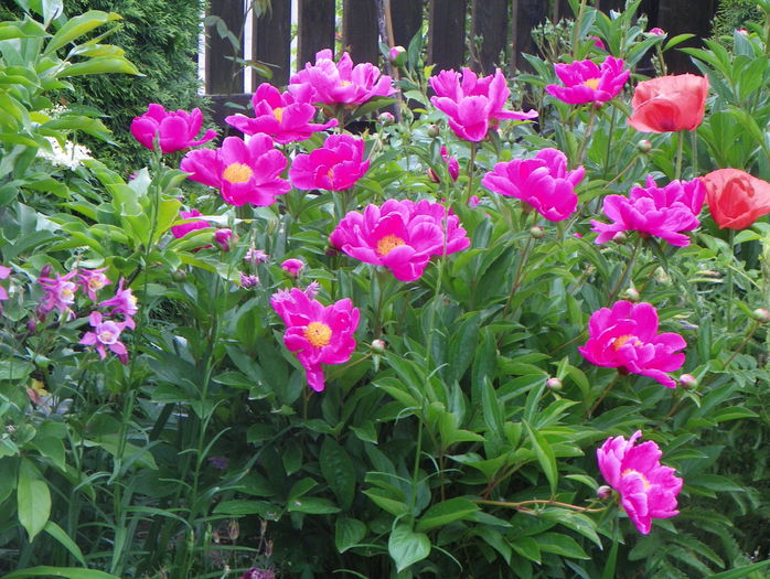 Dancing Butterfly - Bujori 2015