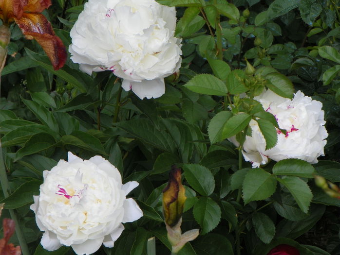 Boule de Neige - Bujori 2015