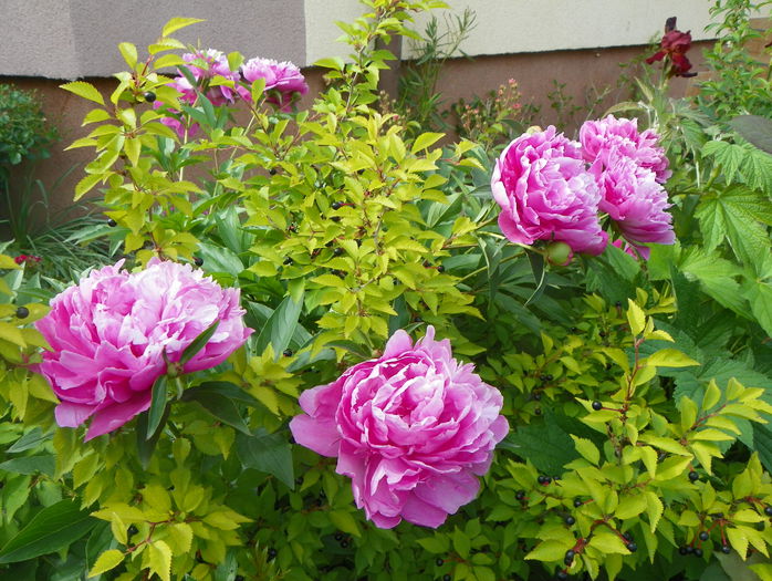 Dr. Alexander Fleming - Bujori 2015