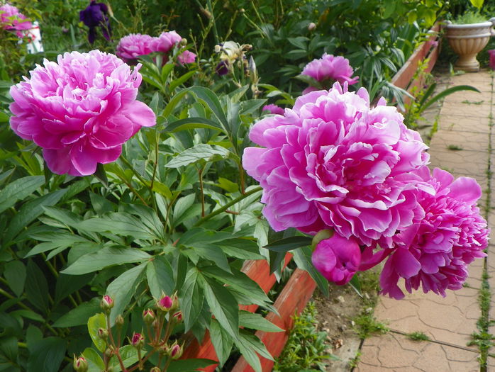 Dr. Alexander Fleming - Bujori 2015