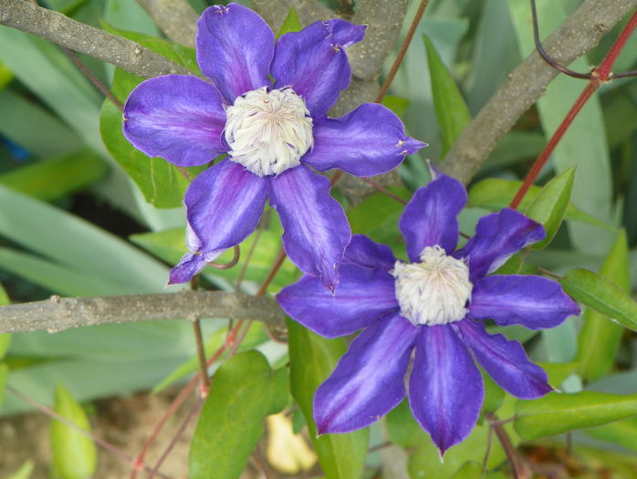 Multiblue