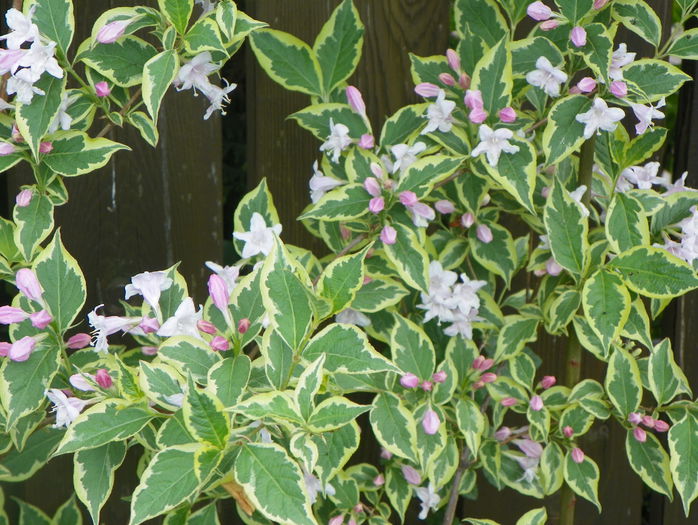 weigela variegata - Copacei si arbusti 2015