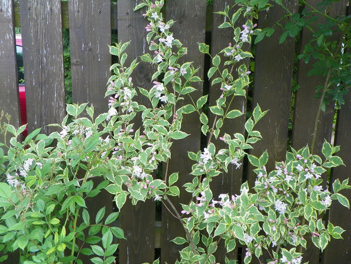 weigela variegata - Copacei si arbusti 2015