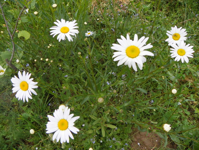 29 mai 008 - z-Dobarland 2015