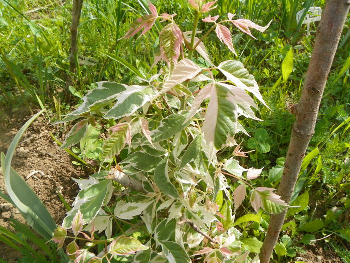 acer negundo Flamingo - z-Dobarland 2015