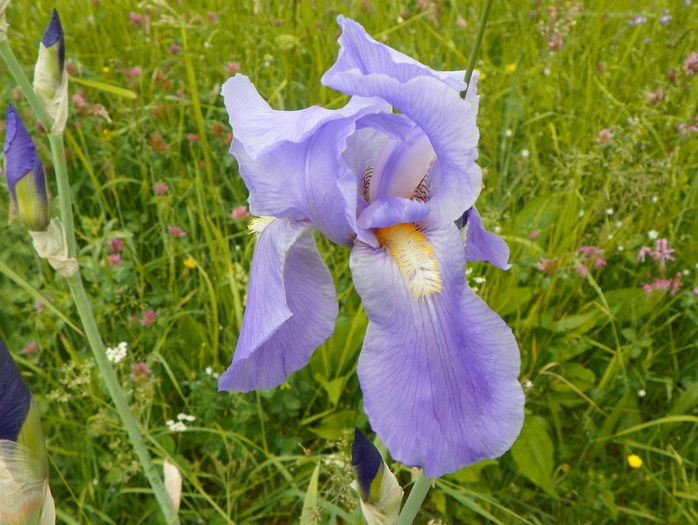 iris pallida - z-Dobarland 2015