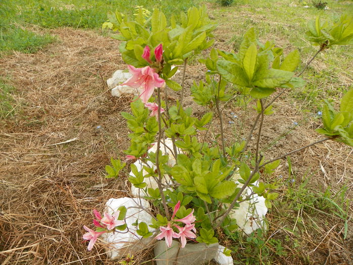 azalea Chanel - z-Dobarland 2015