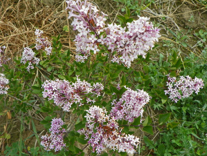 syringa Miss Kim - z-Dobarland 2015