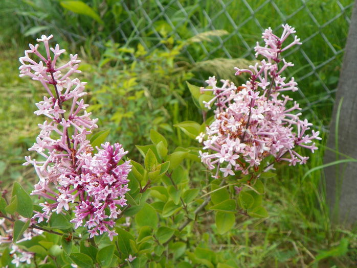 syringa Josee - z-Dobarland 2015