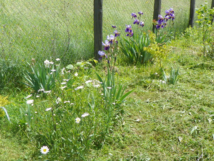 29 mai 060 - z-Dobarland 2015