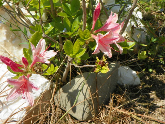 azalea Chanel - z-Dobarland 2015