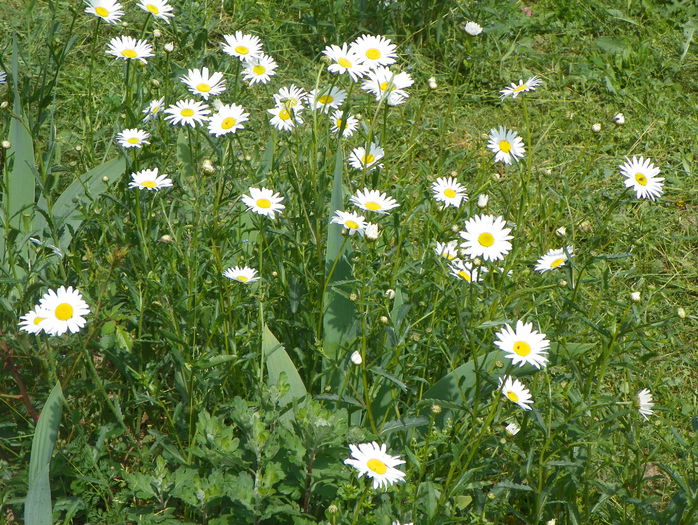 29 mai 079 - z-Dobarland 2015