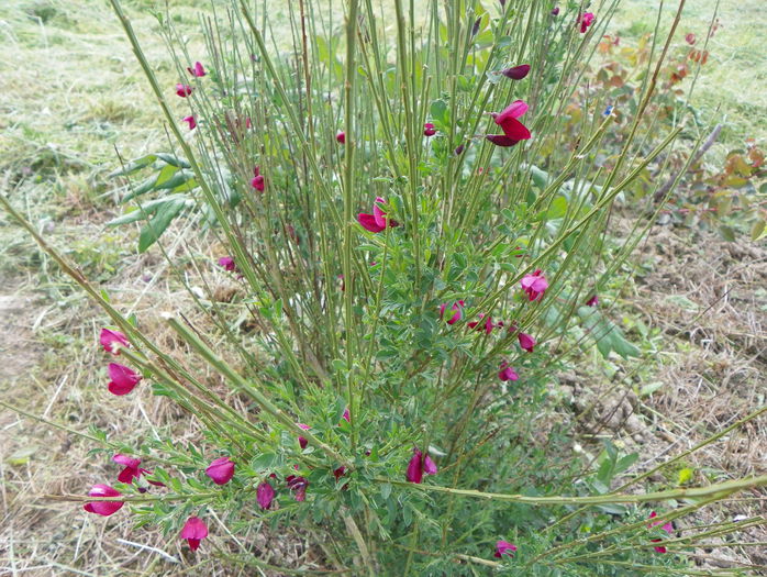 citysus Boskoop ruby - z-Dobarland 2015