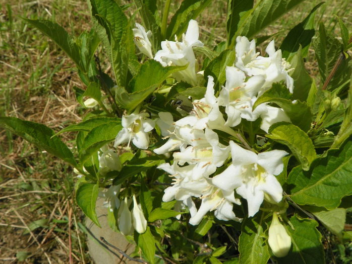 weigela candida - z-Dobarland 2015