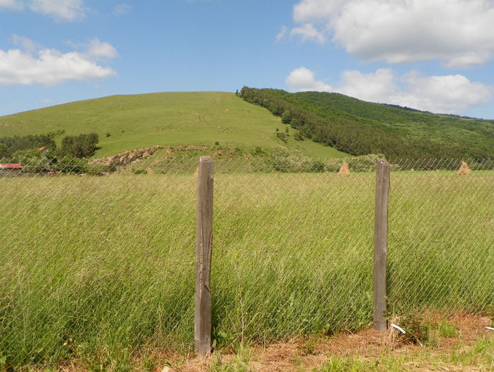 29 mai 098 - z-Dobarland 2015