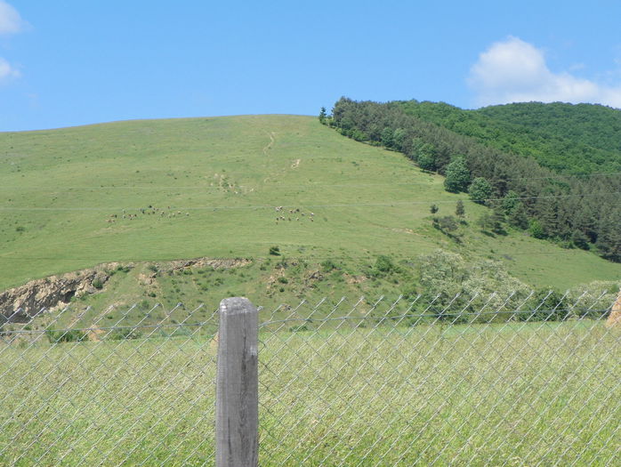 29 mai 100 - z-Dobarland 2015