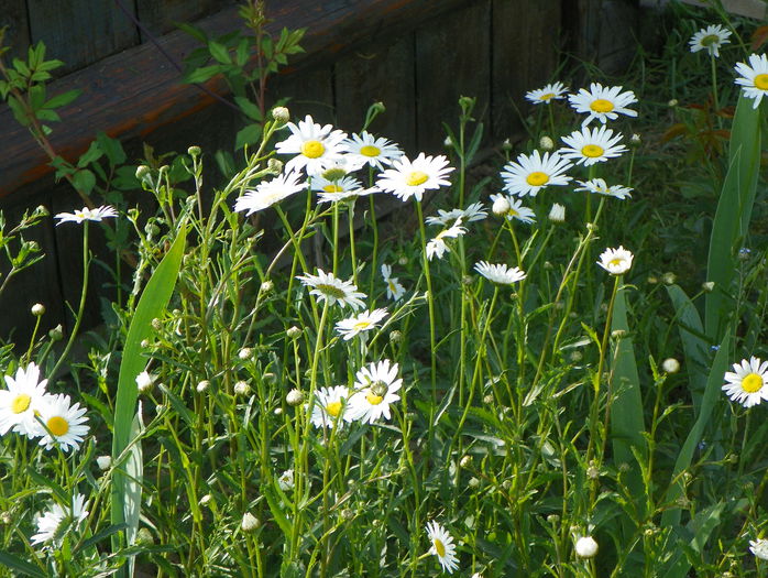 29 mai 114 - z-Dobarland 2015