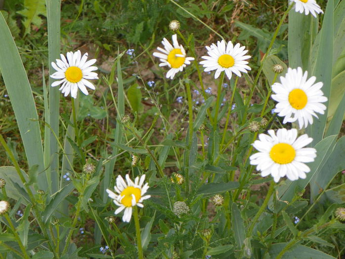 29 mai 115 - z-Dobarland 2015