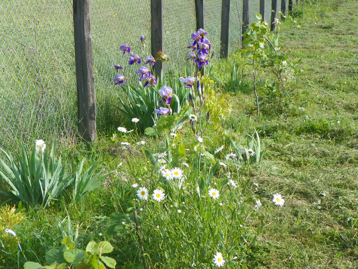 29 mai 116 - z-Dobarland 2015