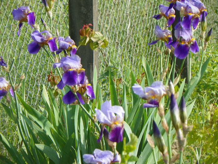 Lent a Williamson - z-Dobarland 2015
