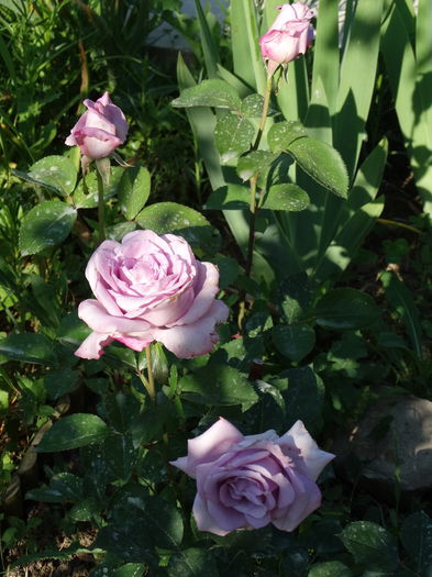 DSC08374 - e-trandafiri