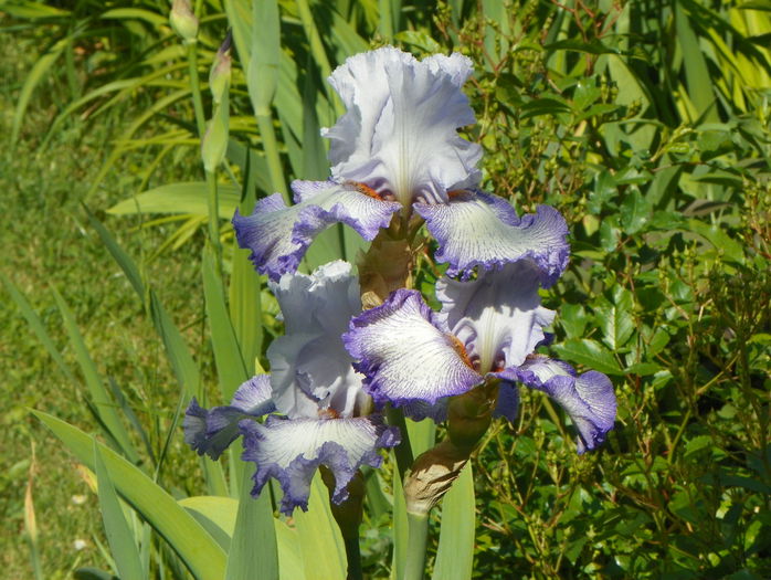 Acoma - Irisi 2015 - 2