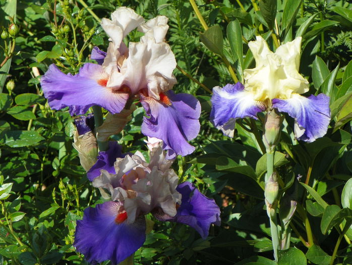 Hot Gossip si Seakist