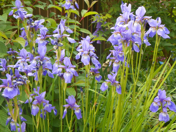 sibirica Blue King - Irisi 2015 - 2