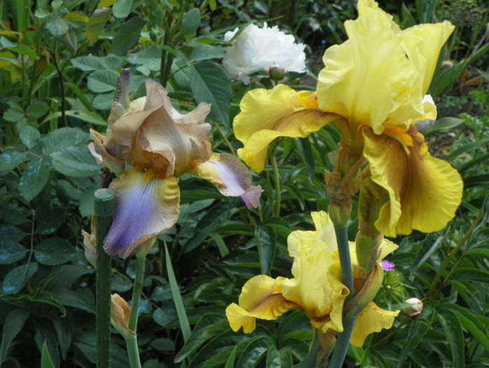 Bayberry Candle si London Fog