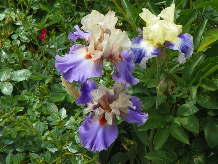 Hot Gossip si Seakist