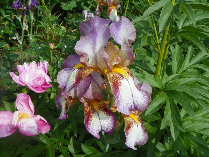 Pink Confetti - Irisi 2015 - 2