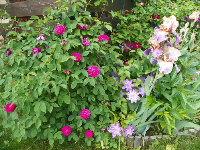 Rose de Rescht