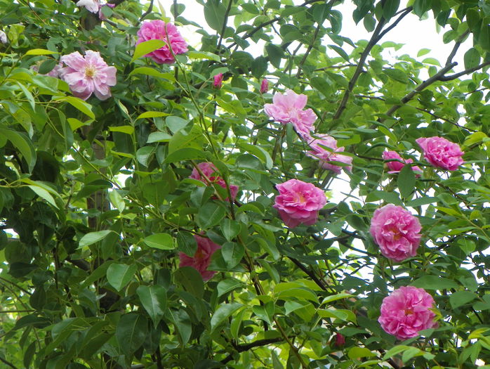 Therese Bugnet - Trandafiri 2015 - 1