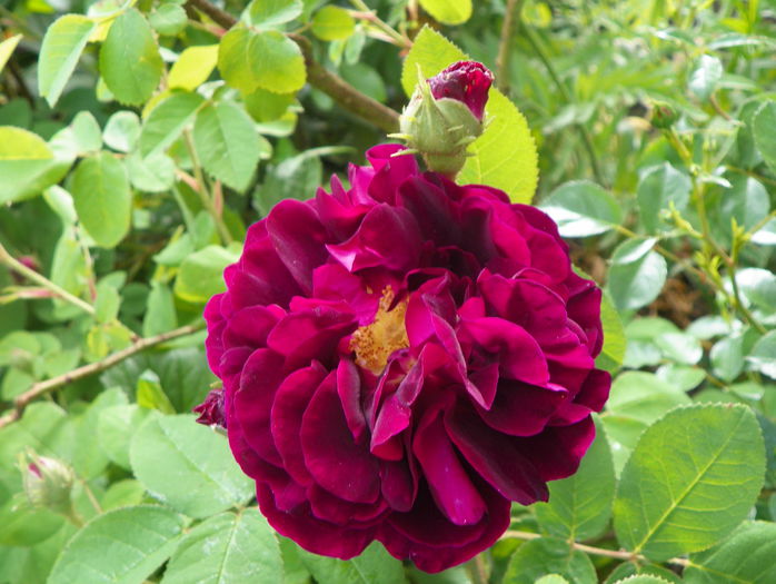 Tuscany Superb - Trandafiri 2015 - 1