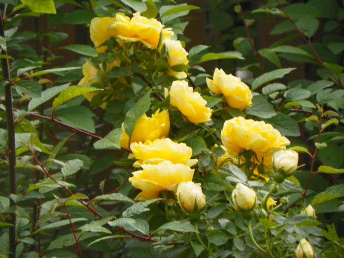 Persian Yellow - Trandafiri 2015 - 1