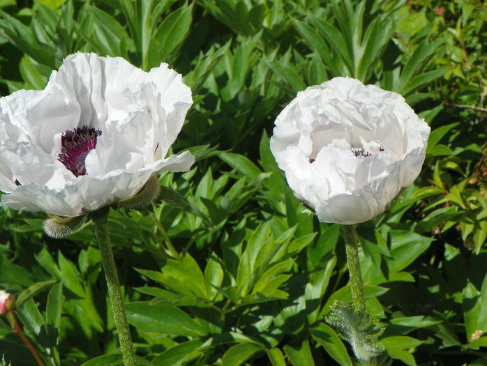 papaver or. Snow Goose