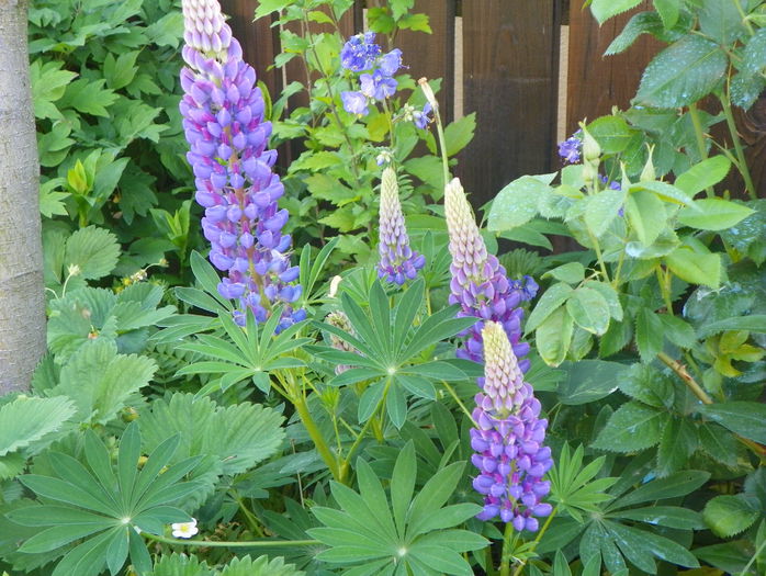 lupin