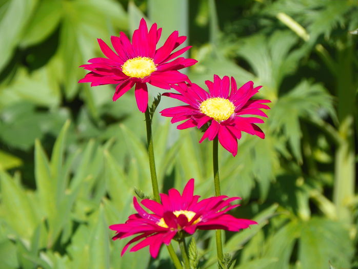 tanacetum Robinson's Red - Vara 2015