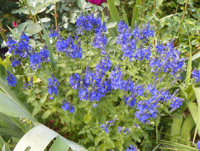 veronica prostrata