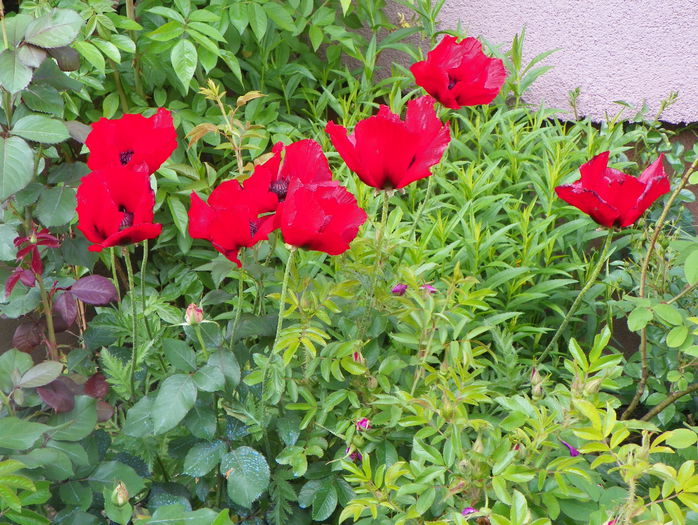 papaver or. Brillant