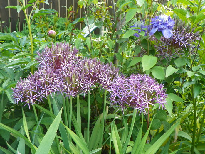 allium