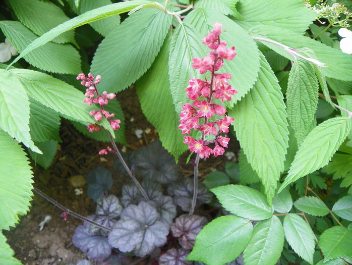 heuchera Hollywood - Vara 2015